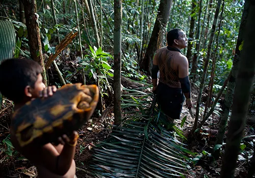 An adult male member and young boy of the Awa Tribe, carrying a tortoise, walk in the Amazon Rainforest.